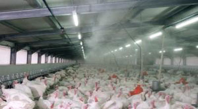 Animal Cooling