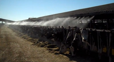 Cooling Dairy Cows During Hot Weather